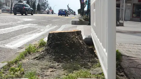 &Aacute;rbore tallada recentemente na Gran V&iacute;a