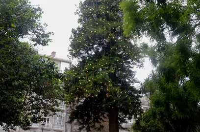 Araucaria da Alameda coas luces a finais de maio