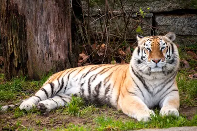 Foto: Vigozoo