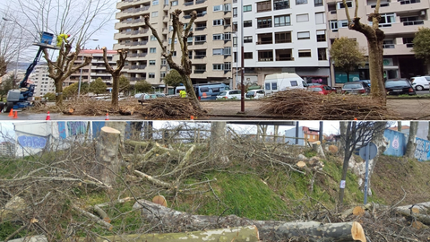 Tallas en Marques de Alcedo e na Avenida Florida (Fotos: Amigas das &Aacute;rbores)