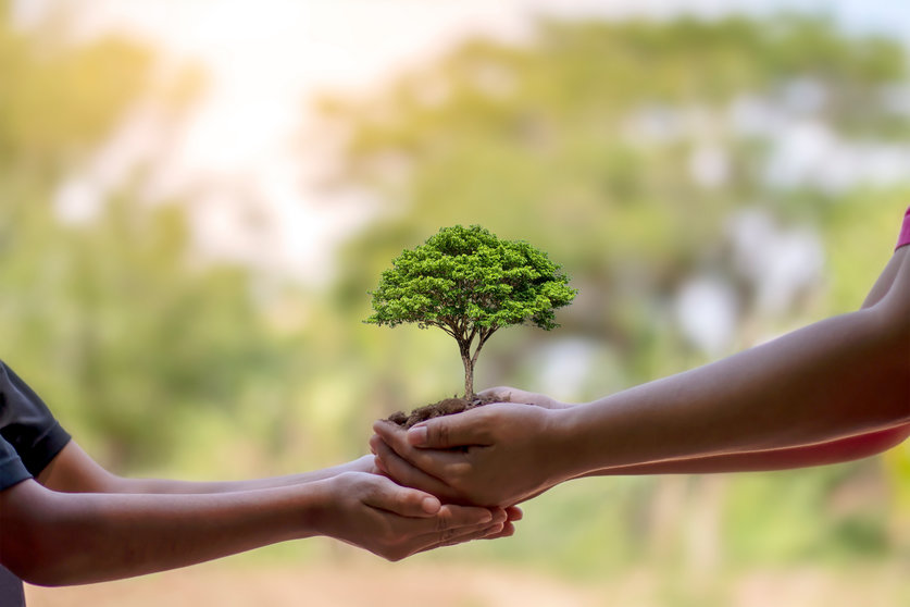 Trees growing in the hands of humans help to plant seedlings, conserve nature and plant trees.