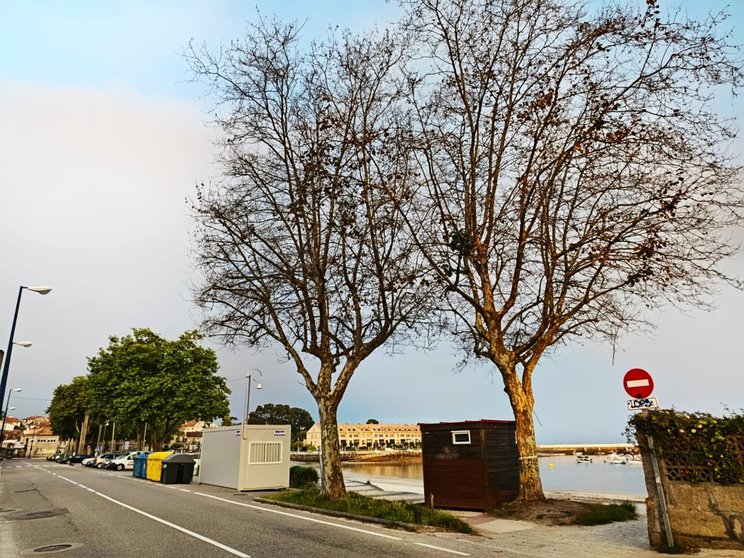 Árbores Canido (Foto: Vigoé)