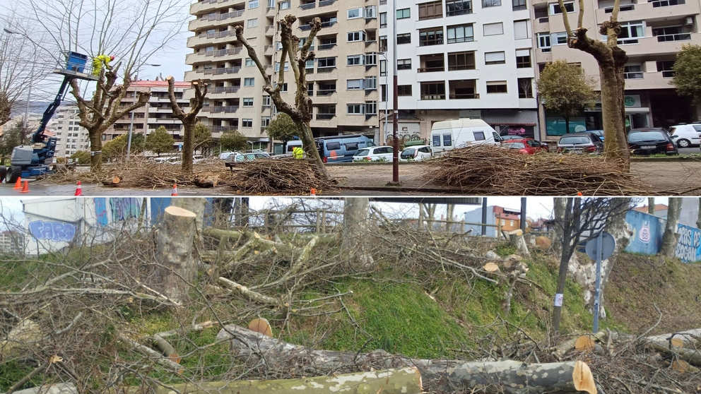 Tallas en Marques de Alcedo e na Avenida Florida (Fotos: Amigas das Árbores)