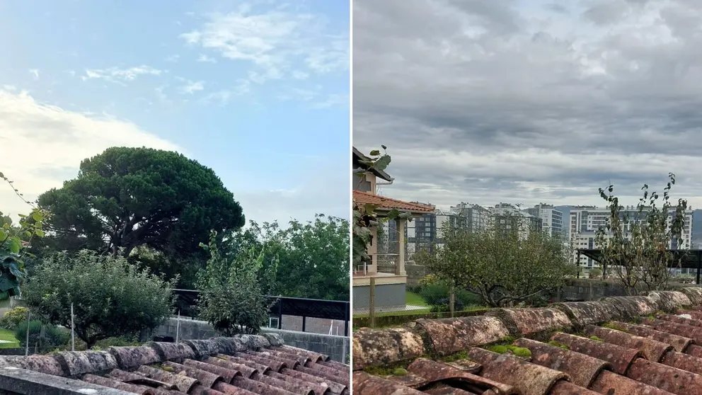 Antes e despois da talla do pi&ntilde;eiro manso en Navia