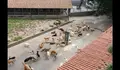 O BNG urxe a ampliación do refuxio da Madroa e que o Concello promova a adopción de animais