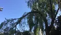 O BNG denuncia o abandono do parque da Bouza e demanda que o Concello actúe de inmediato