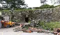 O BNG de Vigo solicita os informes municipais que xustifiquen a talla de árbores na cidade 