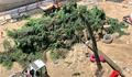 O BNG de Vigo propón un protocolo de protección do arborado urbano para evitar situacións como a dos cedros de Don Bosco