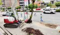 O BNG denuncia que o Plan de Poda de Vigo carece de criterios técnicos: “Abre a porta ao actual arboricidio”