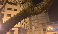 O BNG de Vigo urxe a retirada do alumeado de nadal das árbores