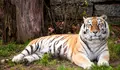 O BNG traslada ao Parlamento galego a morte de varios animais en Vigozoo diante dos indicios de envelenamento