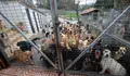 O BNG de Vigo demanda información sobre as “graves deficiencias” no refuxio de animais abandonados da Madroa