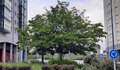 O BNG de Vigo reclama explicacións ao Goberno municipal pola ameaza de novas tallas de arboredo