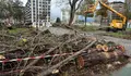 O BNG de Vigo urxe un plan de protección do arboredo urbano fronte á “motoserra” de Caballero