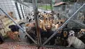 O BNG pide acceso ao censo do refuxio da Madroa ante as denuncias de sacrificios inxustificados de animais