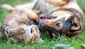 O BNG de Vigo urxe a Caballero executar as medidas aprobadas polo Pleno en favor do benestar animal