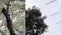 O BNG de Vigo esixe a retirada dos cables de suxeición das luces de Nadal na Oliveira