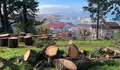 O BNG cuestiona as cifras inventadas de Caballero sobre o arboredo de Vigo e esixe a fin do arboricidio permanente