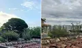 O BNG de Vigo denuncia a talla dun exemplar centenario de piñeiro manso en Navia polas obras do Plan Parcial