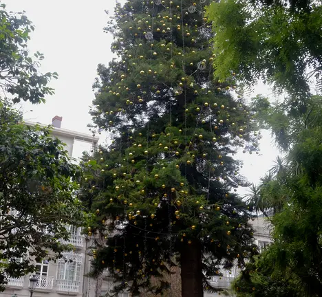 Araucaria da Alameda coas luces a finais de maio