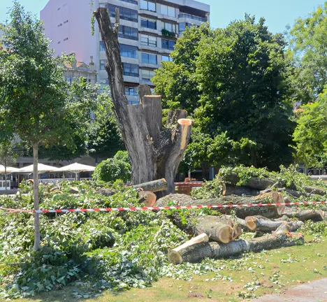 &Aacute;rbore tallada nos xard&iacute;ns de Montero R&iacute;os