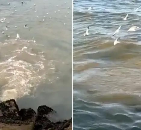 Verteduras en Bouzas (Imaxes: Plataforma pola Defensa da R&iacute;a de Vigo)