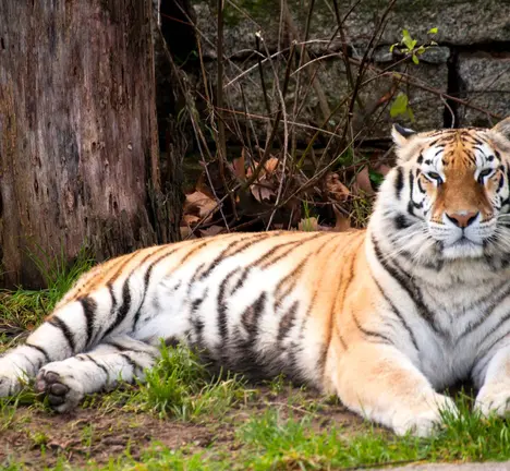 Foto: Vigozoo