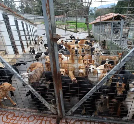 Protectora de animais abandonados da Madroa