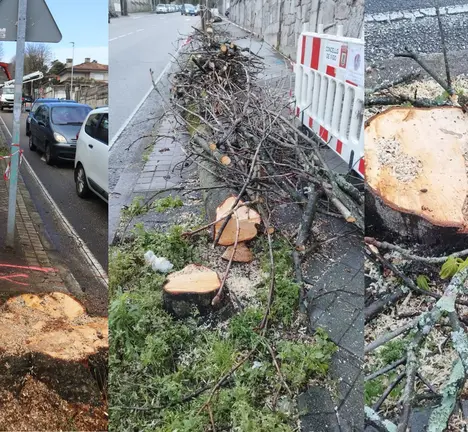&Aacute;rbores talladas na r&uacute;a Manuel Olivi&eacute;