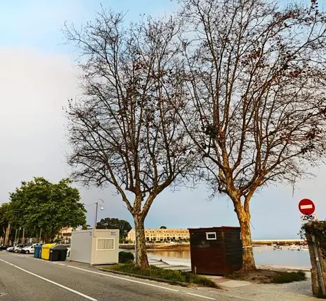 &Aacute;rbores Canido (Foto: Vigo&eacute;)
