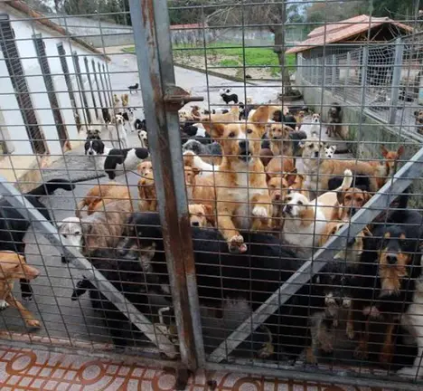 Refuxio de animais da Madroa