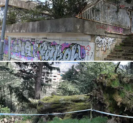 Estado de abandono da antiga cafetar&iacute;a e &aacute;rbore ca&iacute;da no Castro