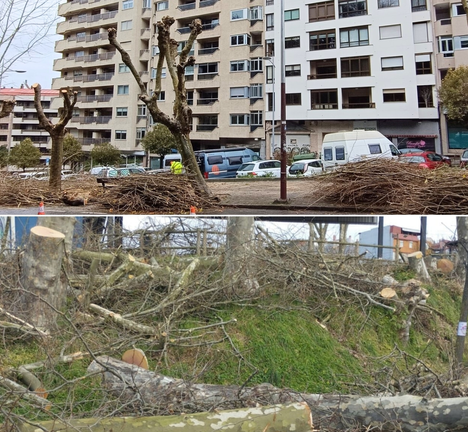 Tallas en Marques de Alcedo e na Avenida Florida (Fotos: Amigas das &Aacute;rbores)