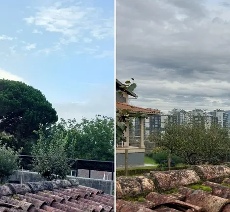 Antes e despois da talla do pi&ntilde;eiro manso en Navia